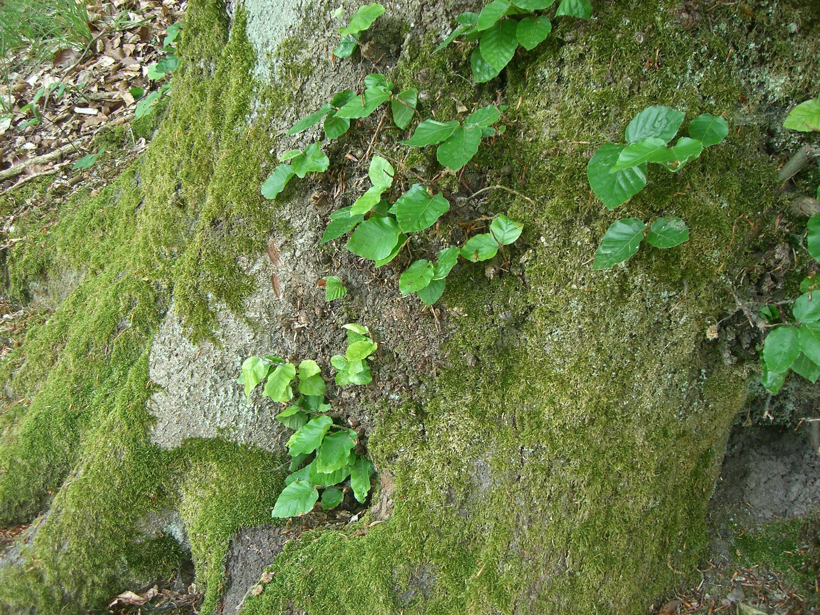 green leaf plant and green moss