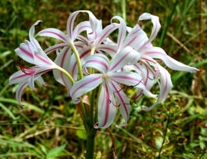 white and pink clustered petaled flowers thumbnail