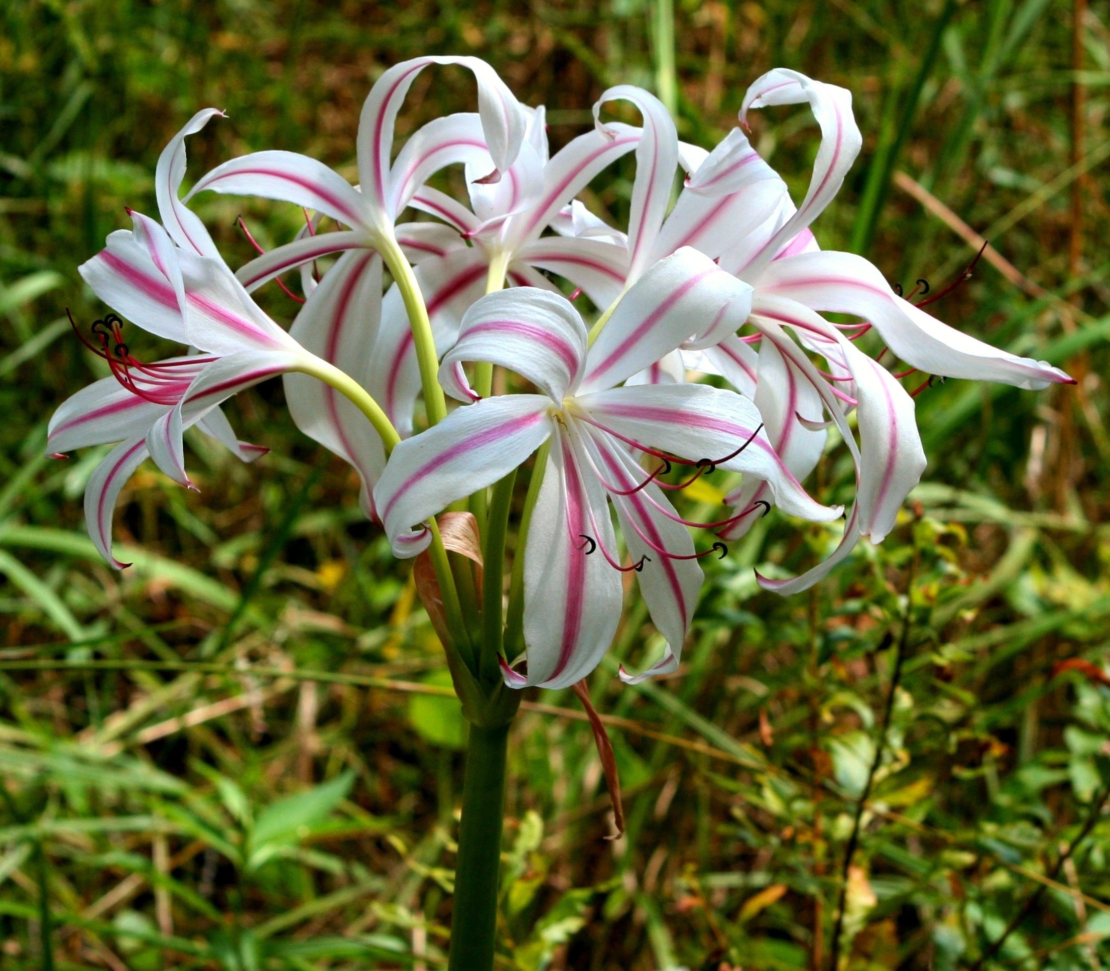 white and pink clustered petaled flowers