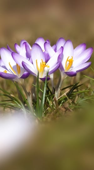 white and purple petaled flowers thumbnail
