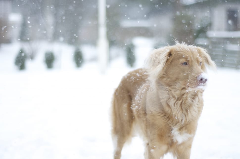 nova scotia duck tolling retriever preview