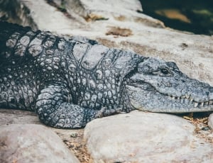 black and grey Crocodile on grey rock during daytime thumbnail