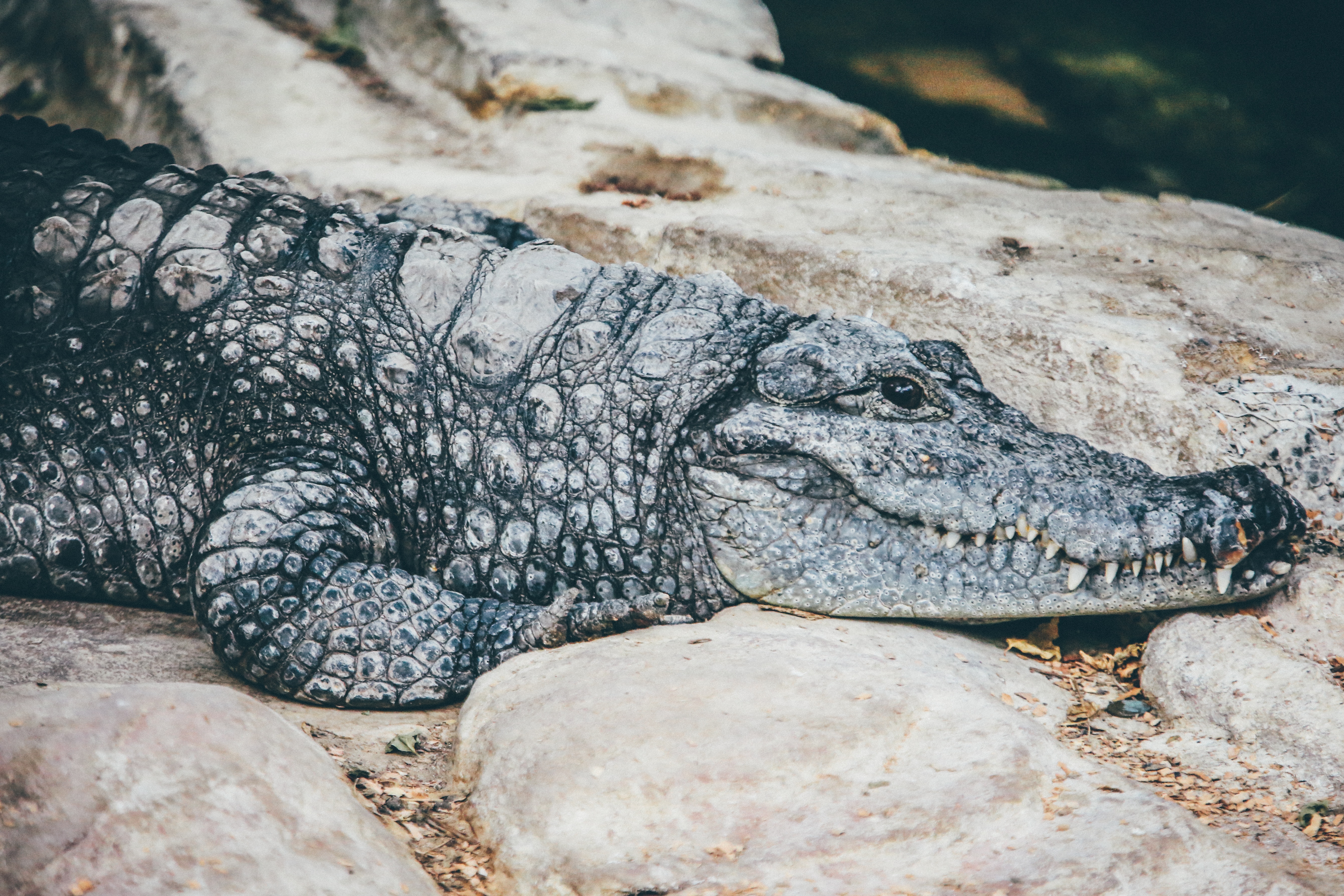 black and grey Crocodile on grey rock during daytime
