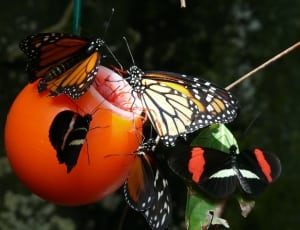 Viceroy Butterfly, Monarch Butterfly and Small Postman butterfly thumbnail
