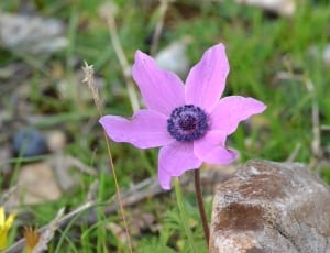closeup photography of purple petaled flower thumbnail