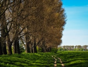 green grass field and brown leaf trees thumbnail