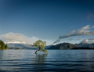 green leafed tree in the middle of body of water thumbnail