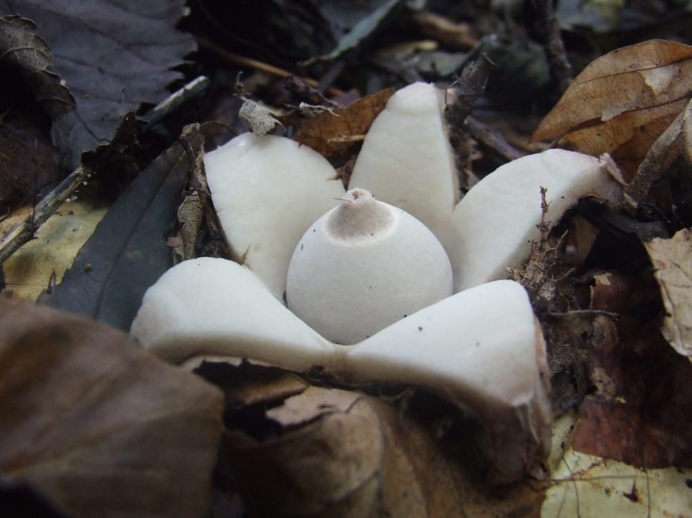 white mushroom preview