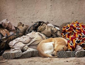 yellow Labrador Retriever sleeping beside people thumbnail
