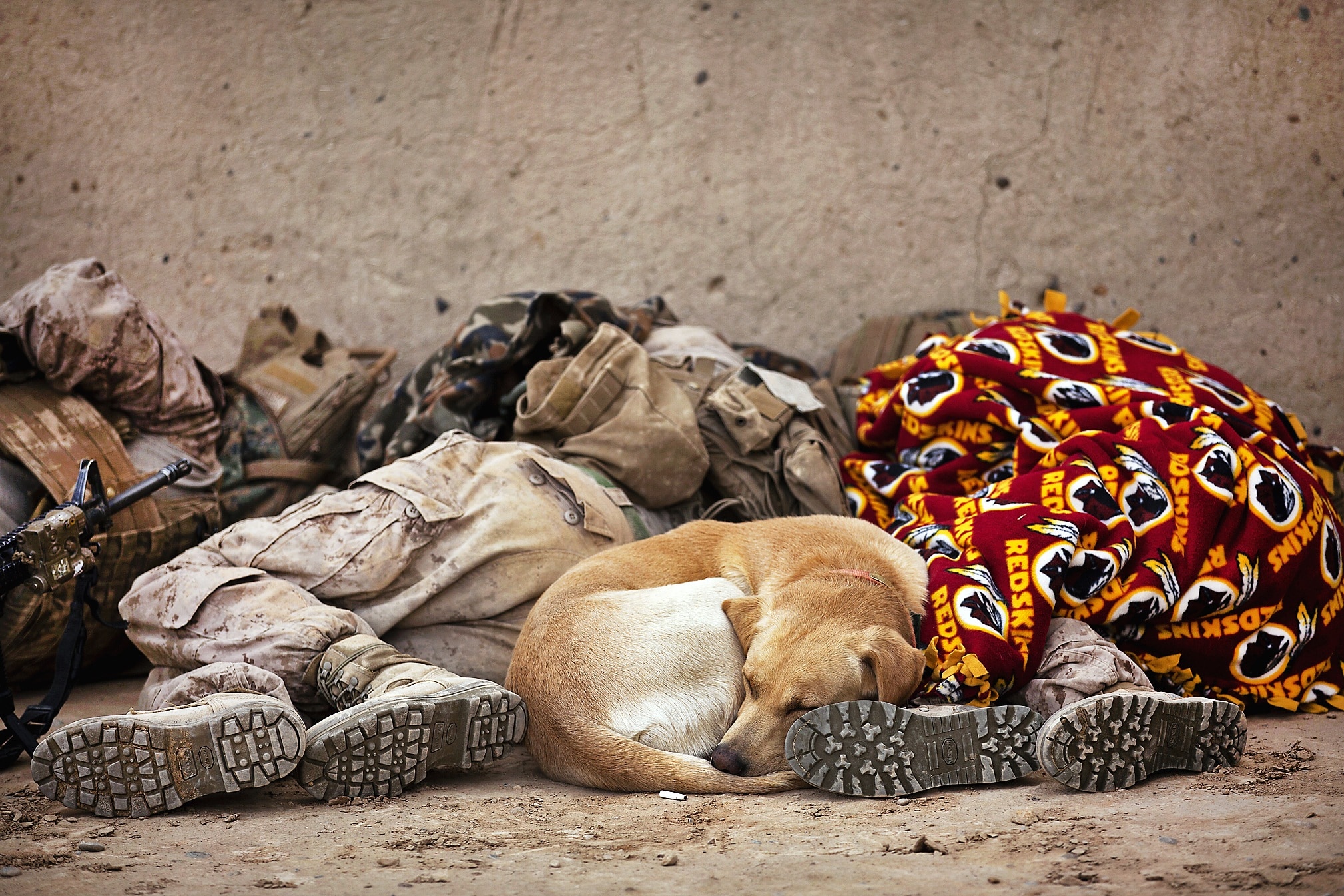 yellow Labrador Retriever sleeping beside people
