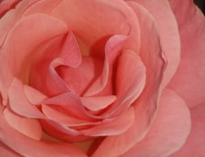 pink roses flower thumbnail