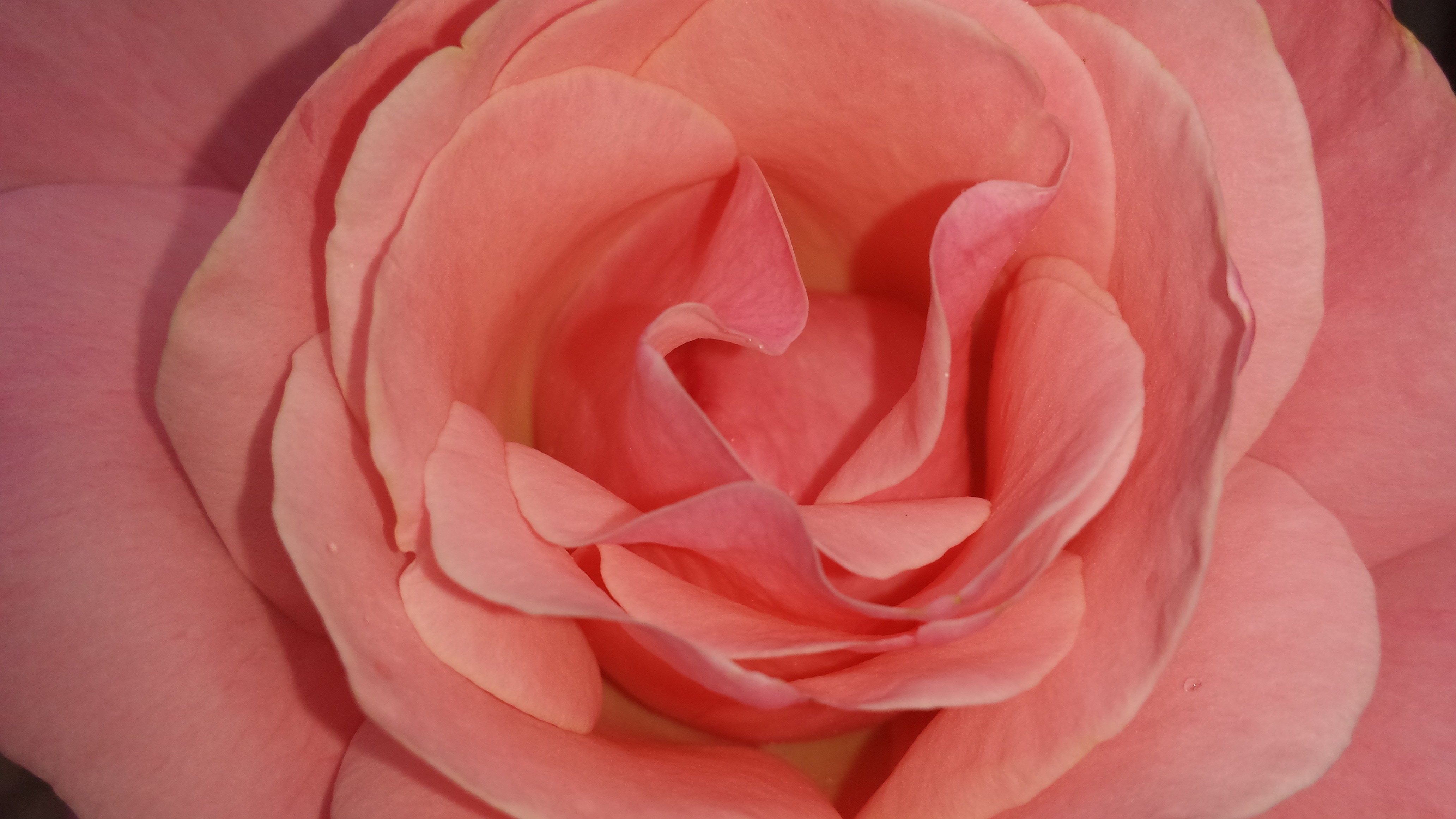 pink roses flower