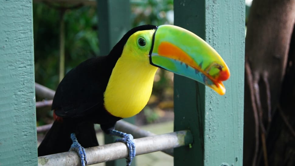 yellow and black tucan preview