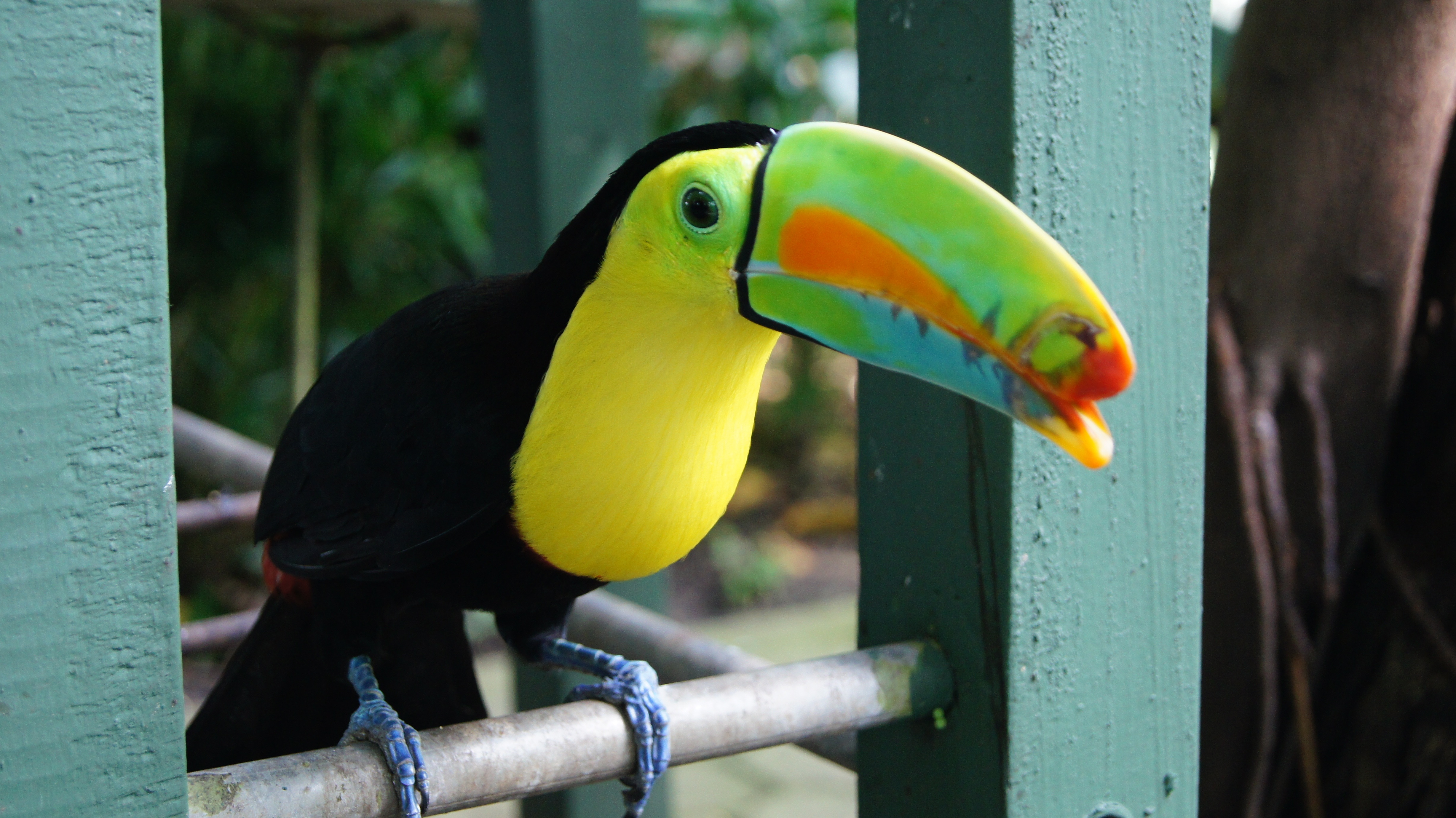 yellow and black tucan