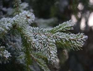 green pine tree thumbnail