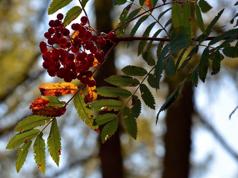bunch of red round fruits preview