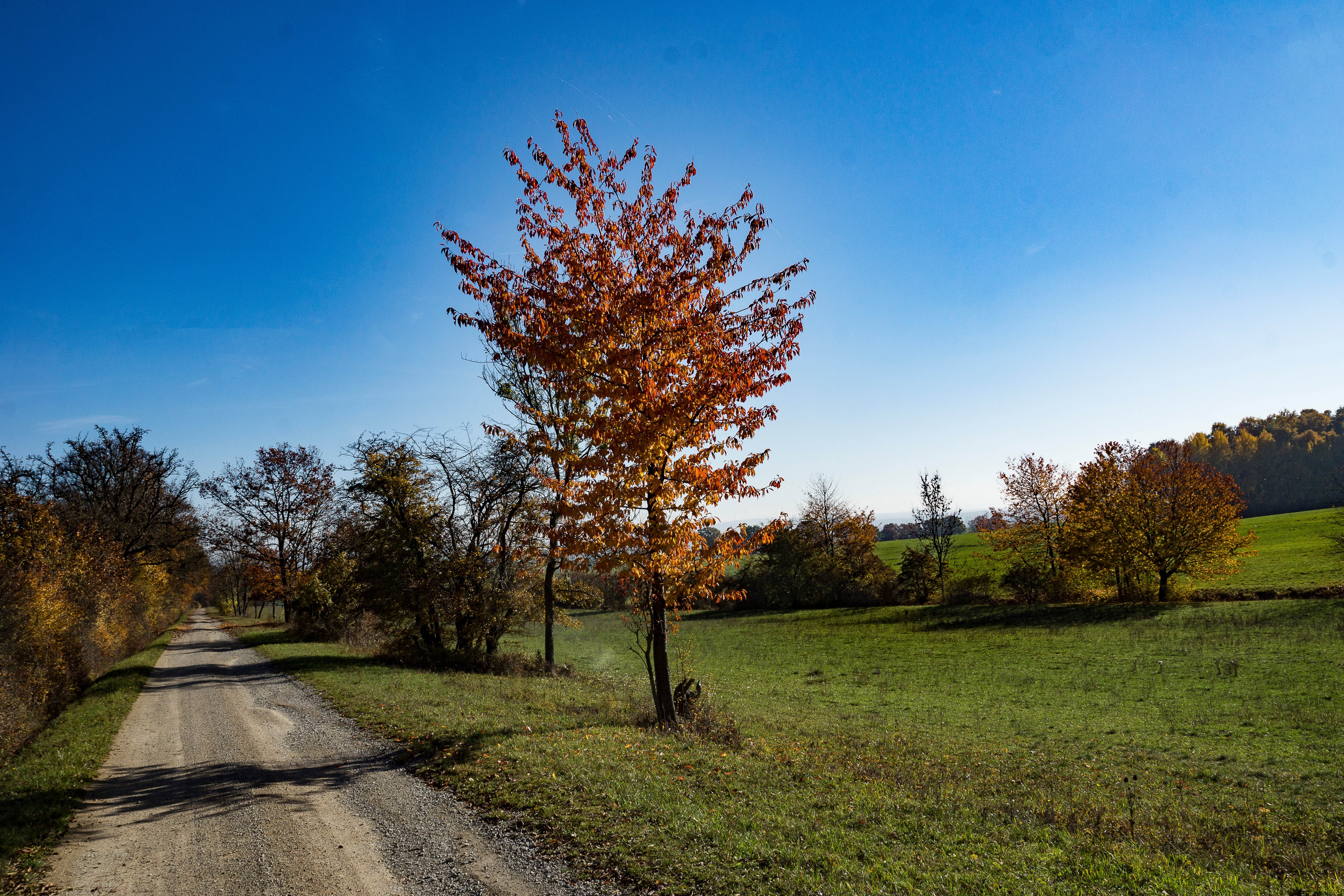 dirt road and brown tree