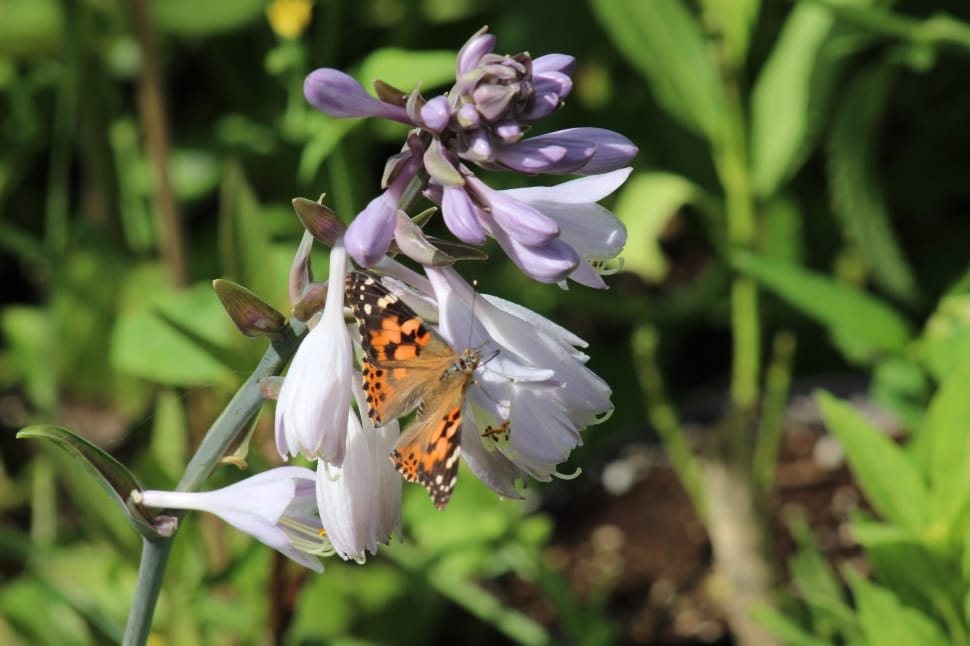 orange black and white butterfly on white and purple flower preview