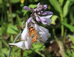 orange black and white butterfly on white and purple flower thumbnail