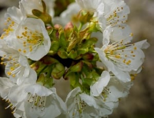 white cherry blossoms thumbnail