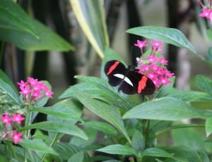 pink petaled flower and black butterfly thumbnail