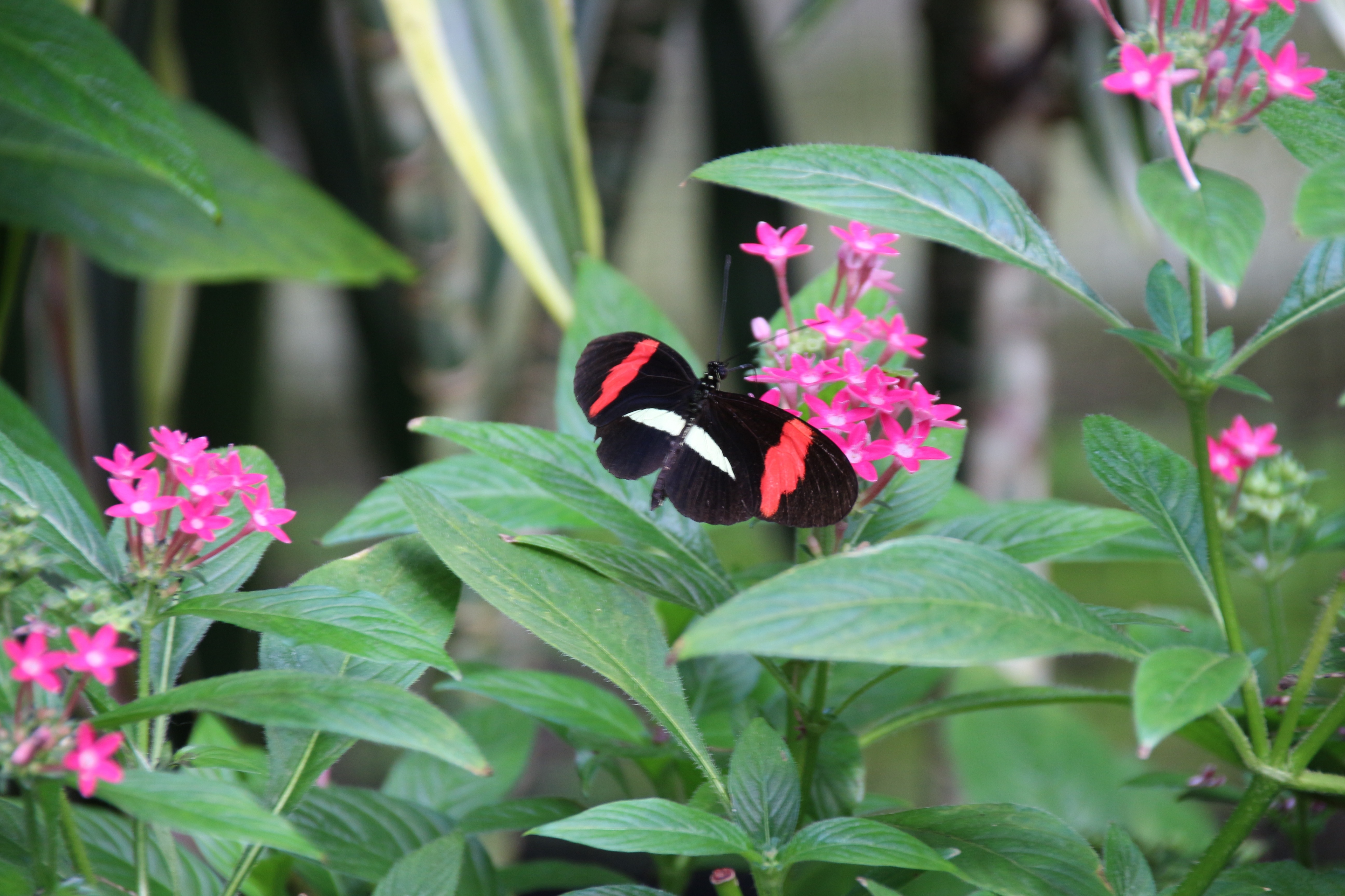 pink petaled flower and black butterfly