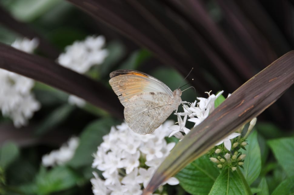 gatekeeper butterfly preview