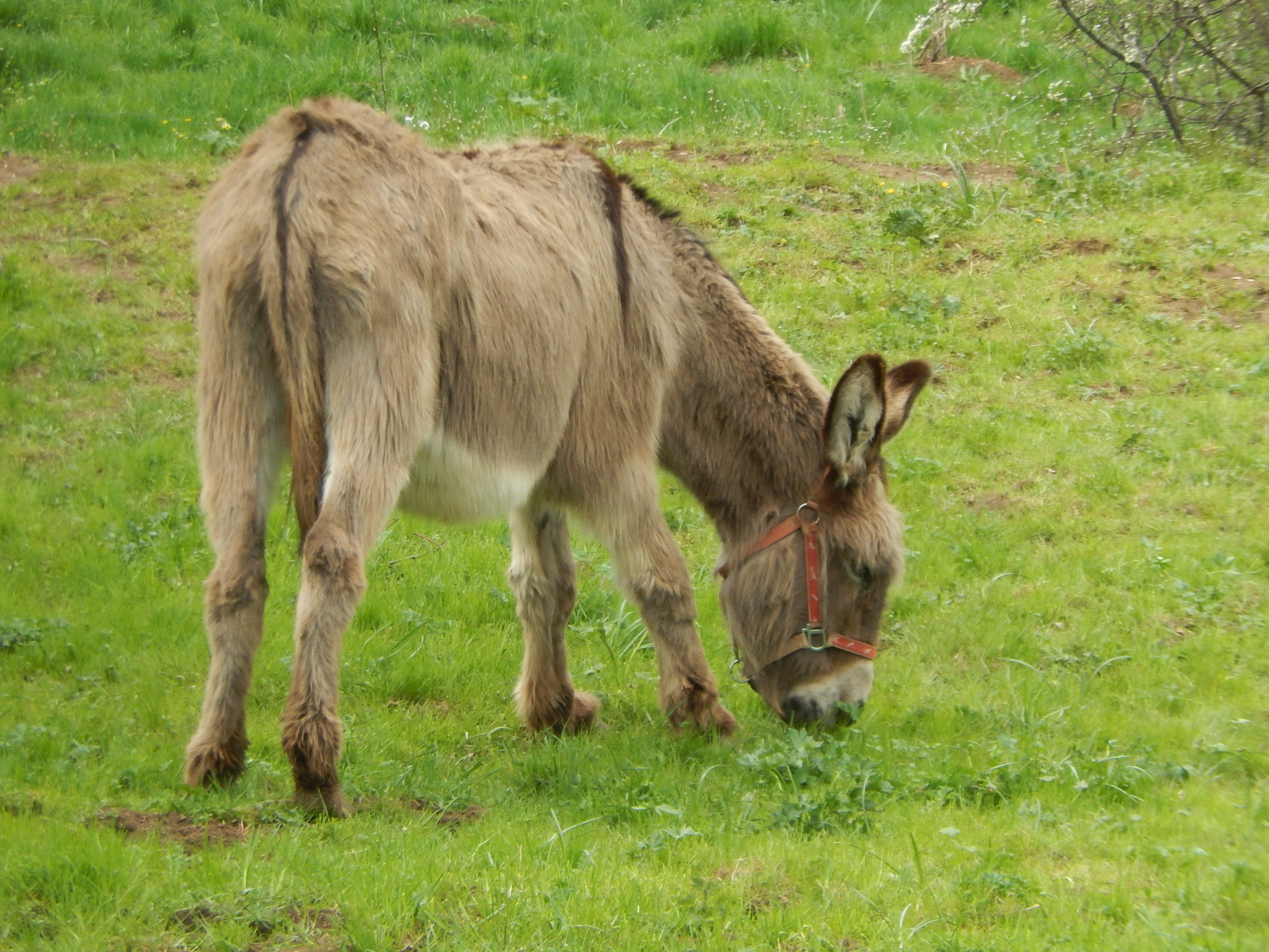 Donkey - wide 7