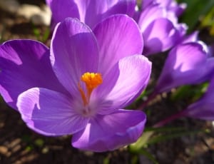 purple 6 petaled flower thumbnail