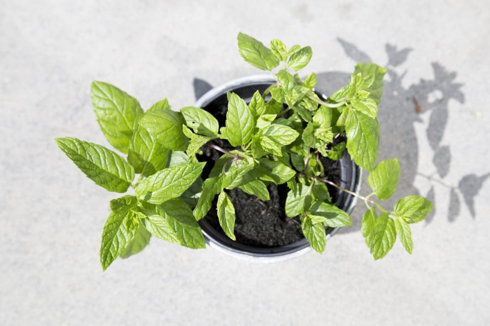green mint plant preview