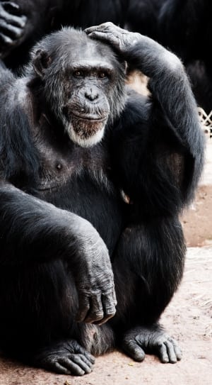 black chimpanzee thumbnail