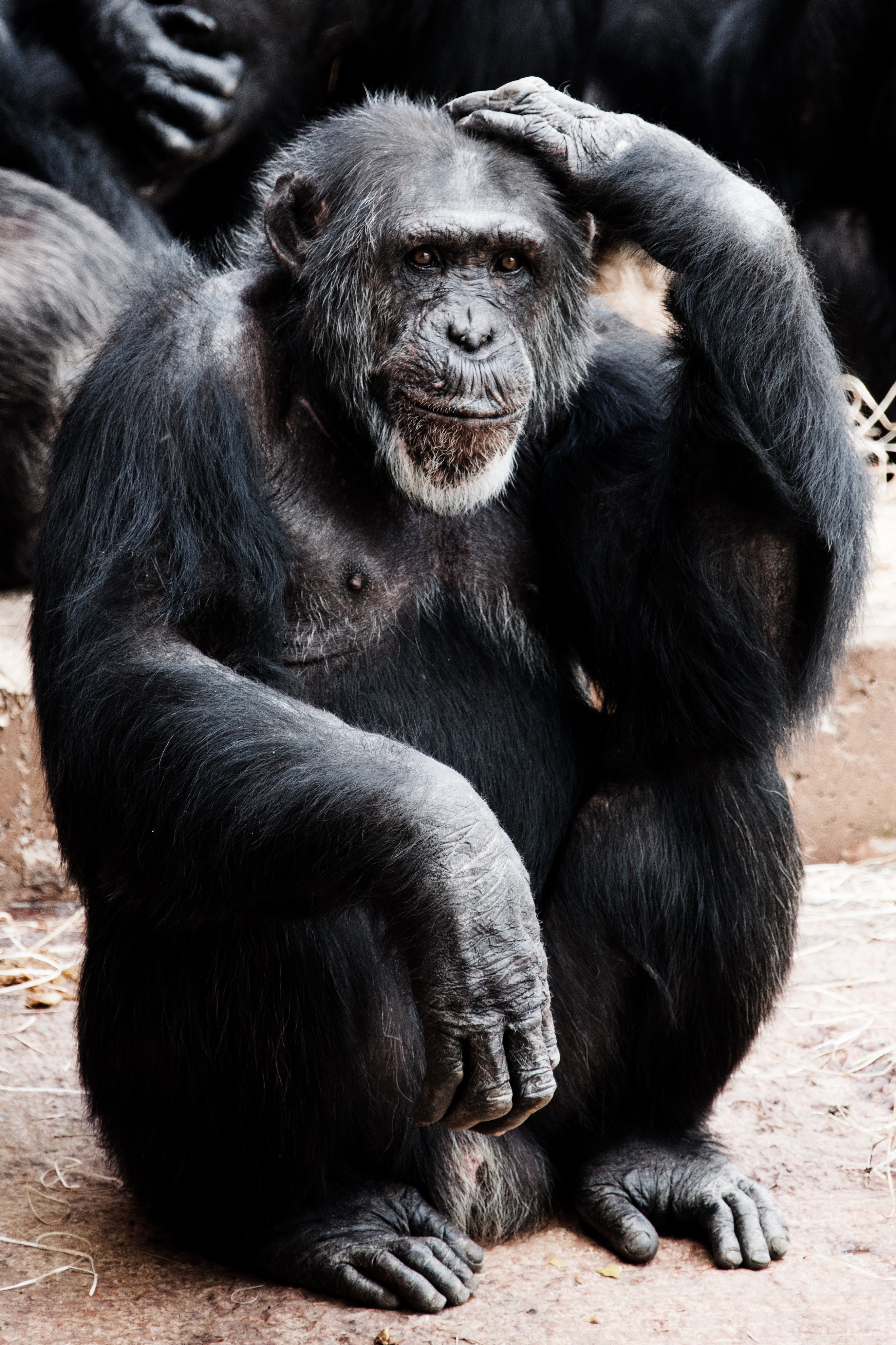 black chimpanzee