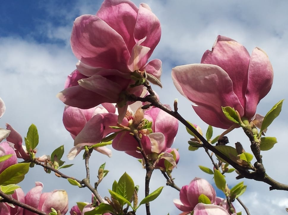 pink fruit blossoms under cloudy sky at daytime preview