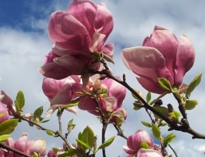 pink fruit blossoms under cloudy sky at daytime thumbnail
