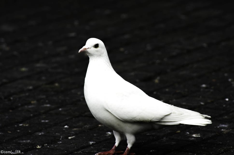 white dove preview