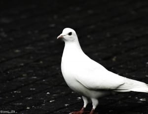 white dove thumbnail