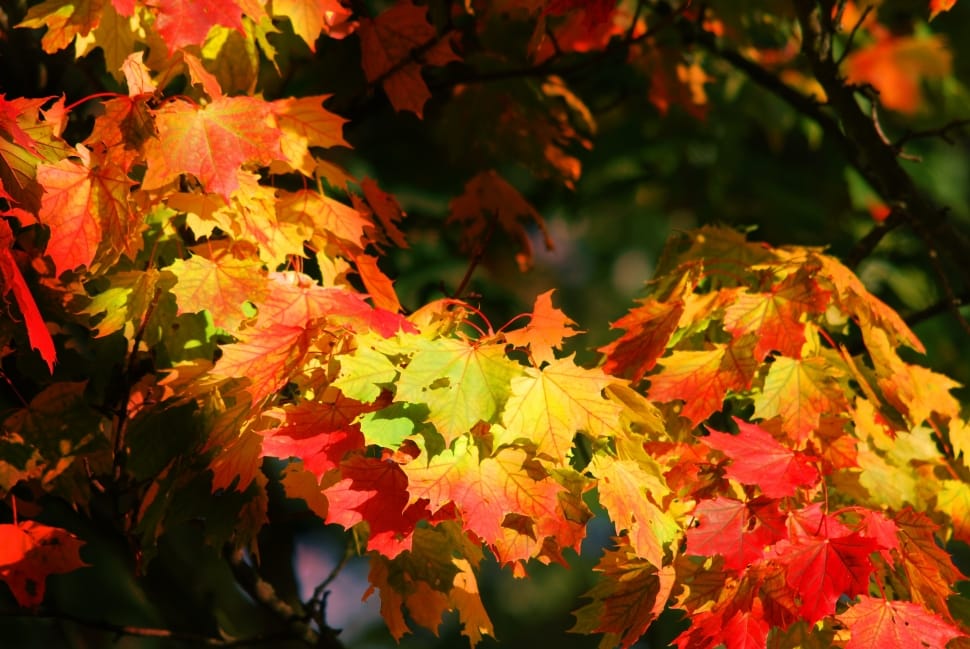 maple tree leaves preview