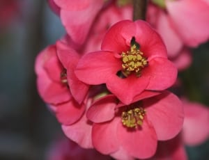 red flowers thumbnail