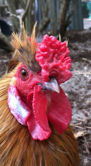 brown and red rooster thumbnail