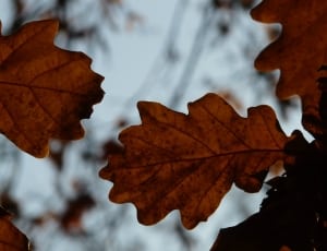 brown leaves thumbnail