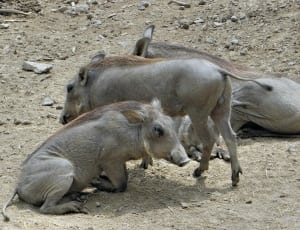 3 wild boars thumbnail