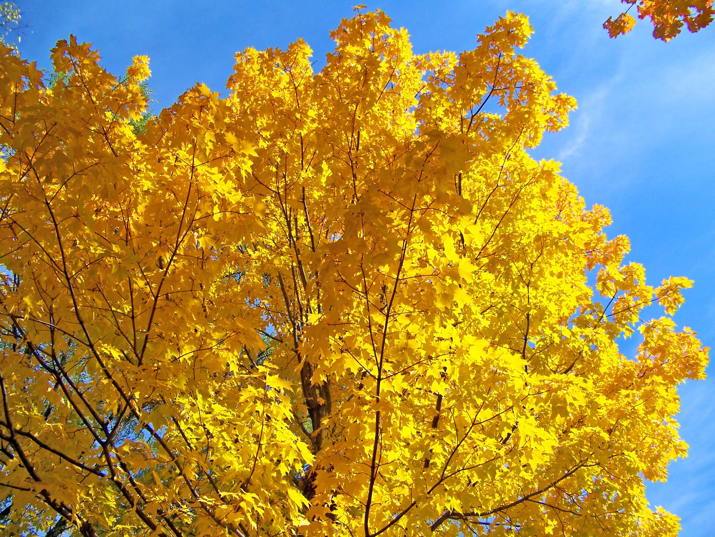 yellow leaf tree