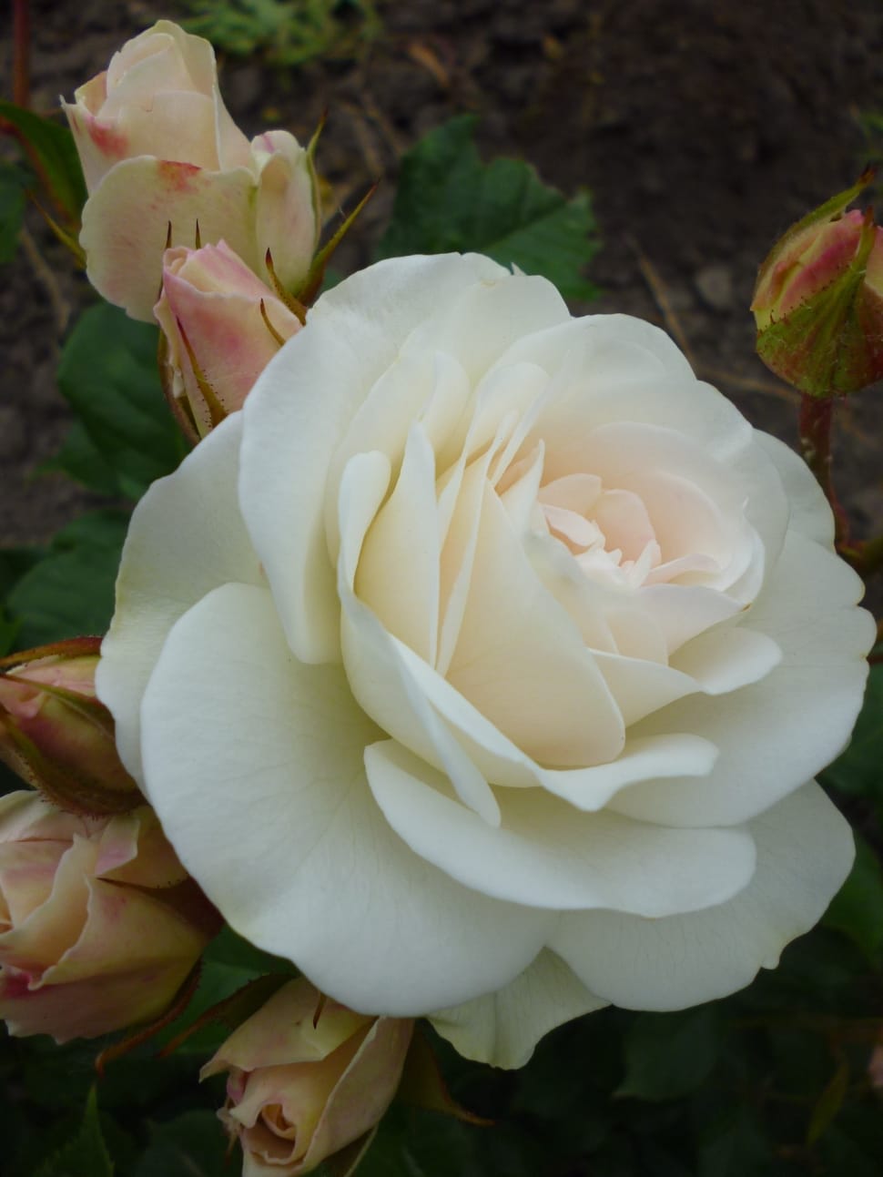 white blooming rose preview