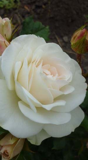 white blooming rose thumbnail
