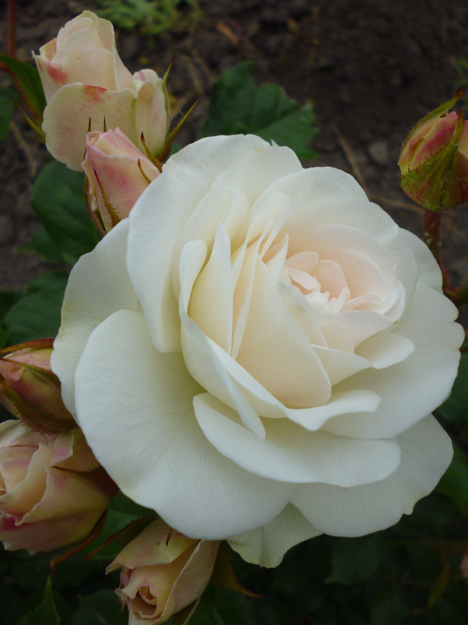 white blooming rose