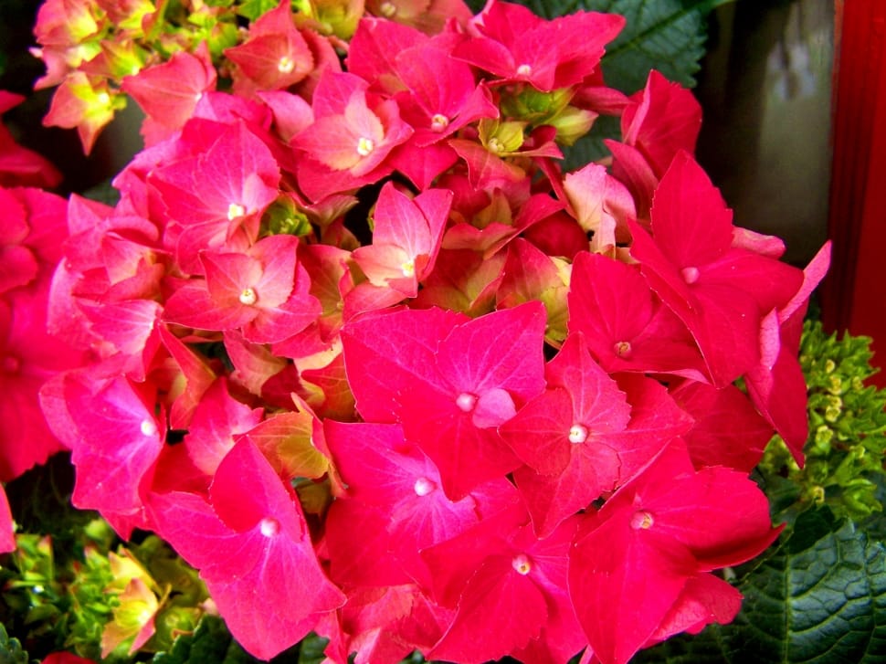pink flower plant preview