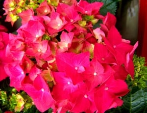 pink flower plant thumbnail