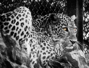 grayscale photo of a cheetah thumbnail