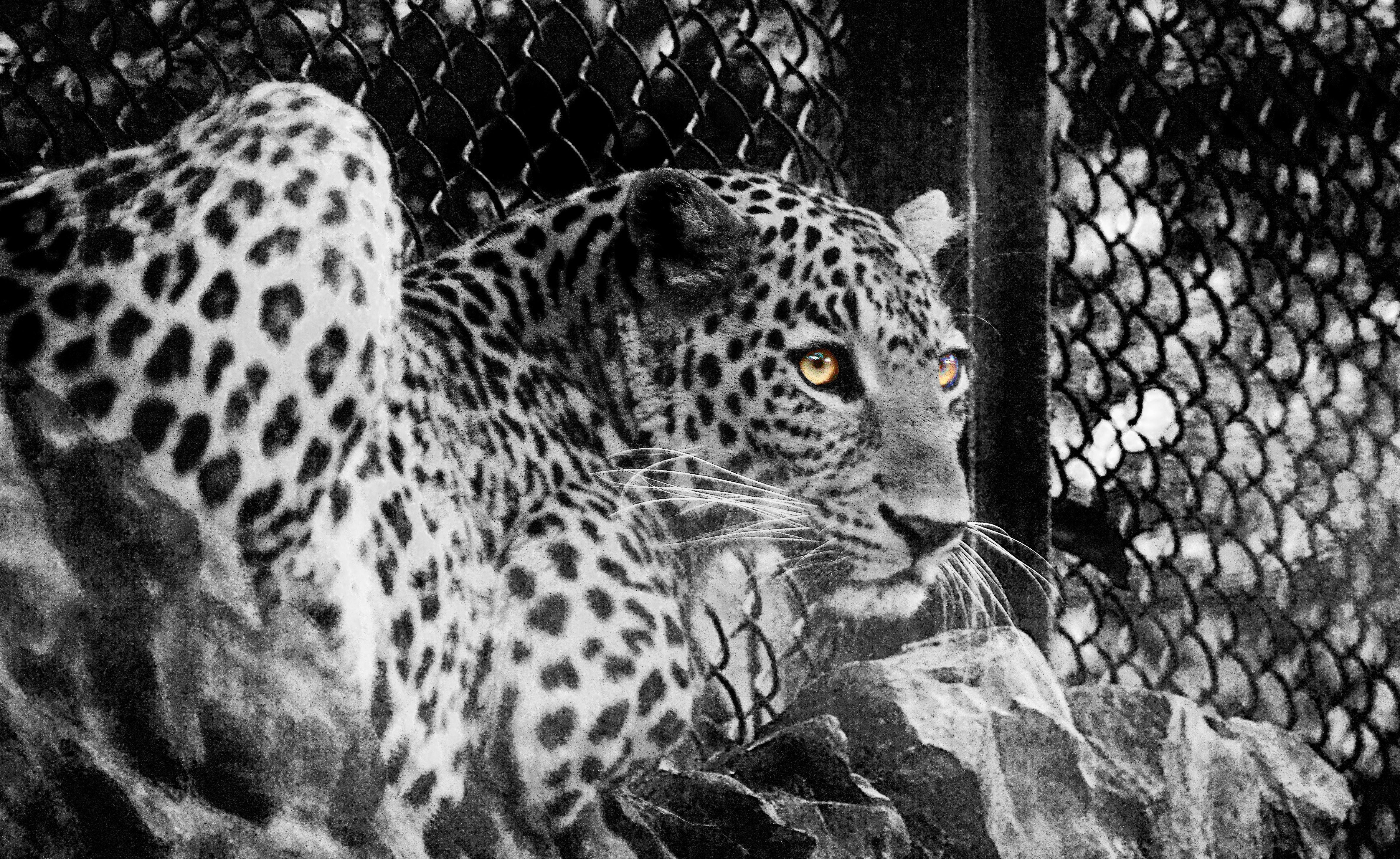 grayscale photo of a cheetah