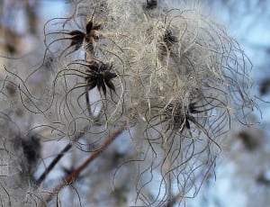 gray and black pasque flower seed thumbnail